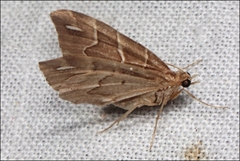 Chaetolopha leucophragma