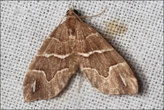 Chaetolopha leucophragma