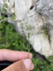 Musineon tenuifolium