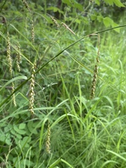 Carex arnellii