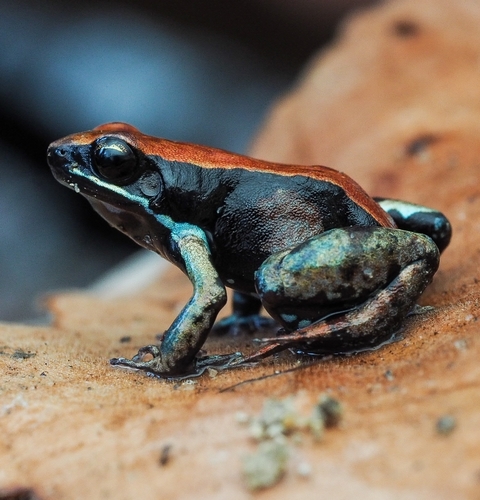 Betsileo Golden Frog, Mantella betsileo