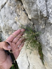 Musineon tenuifolium
