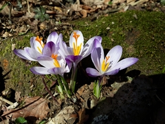 Crocus vernus