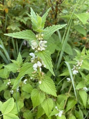 Lamium album