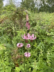 Lilium martagon pilosiusculum