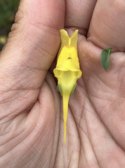 Linaria dalmatica dalmatica