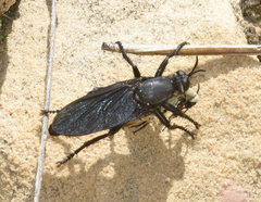 Ospriocerus aeacus