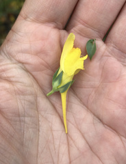 Linaria dalmatica dalmatica