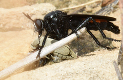 Ospriocerus aeacus