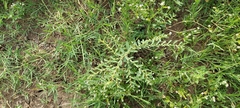 Phyllanthus maderaspatensis