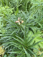 Paeonia anomala