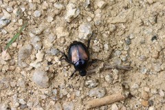 Popillia flavosellata