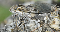 Diceroprocta eugraphica