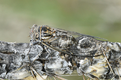 Diceroprocta eugraphica