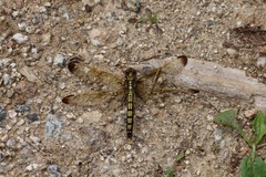 Orthetrum lineostigma