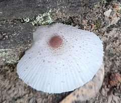 Leucocoprinus ianthinus