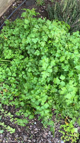 Petroselinum crispum