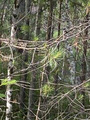 Pinus sylvestris