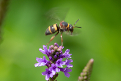 Epeolus bifasciatus