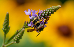 Epeolus bifasciatus