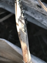Dolichoderus clarki