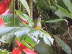 Arachnothera longirostra