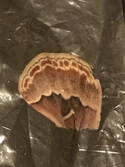 Callosamia promethea