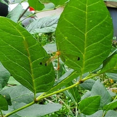 Hylobittacus apicalis