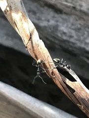 Dolichoderus clarki