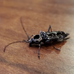 Sarosesthes fulminans