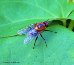 Palpibracus vittatus