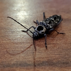 Sarosesthes fulminans