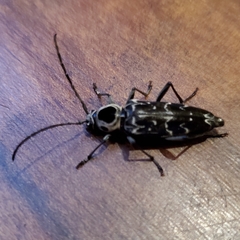 Sarosesthes fulminans