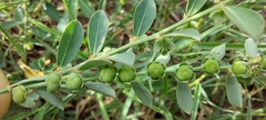 Phyllanthus maderaspatensis