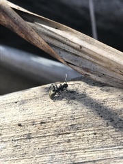 Dolichoderus clarki