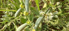 Phyllanthus maderaspatensis