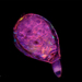 Protozoa - Photo (c) ANTONIO GUILLÃ‰N,  זכויות יוצרים חלקיות (CC BY-NC-ND)