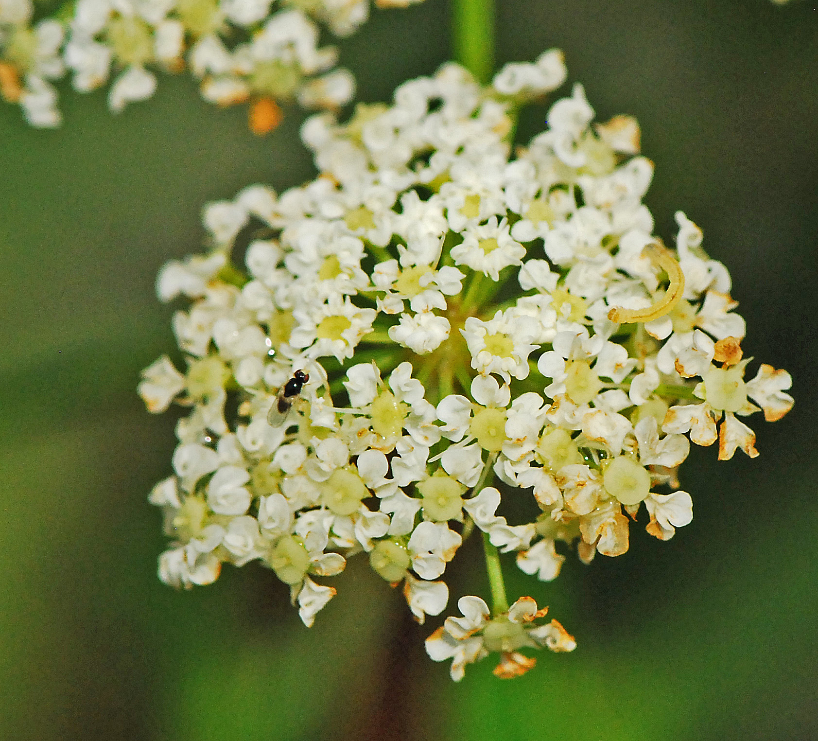 Cicuta