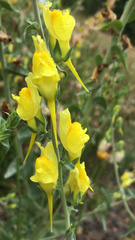 Linaria dalmatica dalmatica