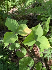Trillium cernuum