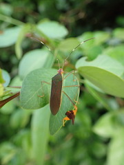 Anisoscelis marginellus