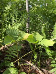 Trillium cernuum