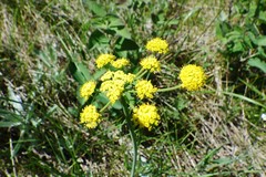 Lomatium simplex