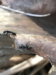 Dolichoderus clarki
