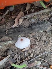 Leucocoprinus ianthinus