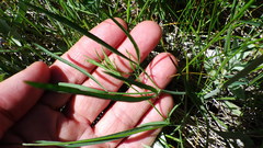 Lomatium simplex