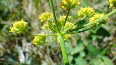 Lomatium simplex