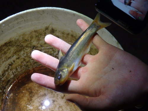 Leaden whale catfish (Cetopsis plumbea) — Cetopsidae