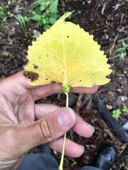 Pemphigus populicaulis