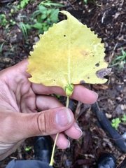 Pemphigus populicaulis